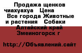 Продажа щенков чиахуахуа › Цена ­ 12 000 - Все города Животные и растения » Собаки   . Алтайский край,Змеиногорск г.